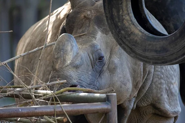 Portrait Head Standing Rhino Rhinoceros Animal Has Horn Its Nose — Stock Photo, Image