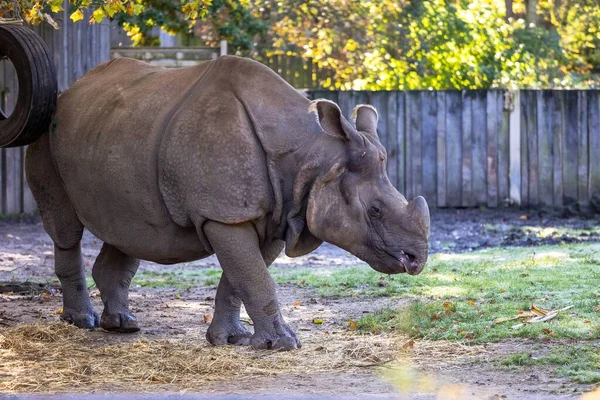 A portrait of a rhino or rhinoceros walking around in its cage in a zoo in Belgium. The animal has a horn and is looking around for a place to sleep or something to eat.