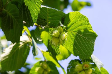 Bir grup fındık ağacının portresi. Güneş ışığında, arkasında mavi bir gökyüzü olan yeşil yaprakların altında asılıydı. Fındıklar yeşil, olgunlaşmamış ve büyümeye devam ediyor..