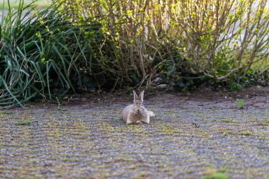 Tehlikenin farkına varmak için kulaklarını tıkayan vahşi bir tavşan ya da tavşanın portresi. Belki araba çarpmıştır ya da yaralanmıştır..