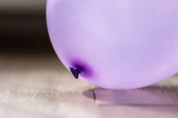 A closeup of a purple balloon lying on a floor in a house. The decoration item is blown up and ready to be played with by children or adults and use to celebrate a birthday party or anniversary.