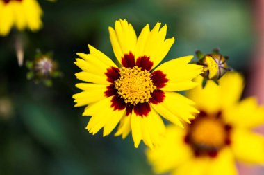 Çoklu güzellikteki Coreopsis çiçeklerinin sığ bir portresi. Büyülü Havva çiçeğinin sarı yaprakları ve sarı bir çekirdeği var ve bir saksıda duruyor..