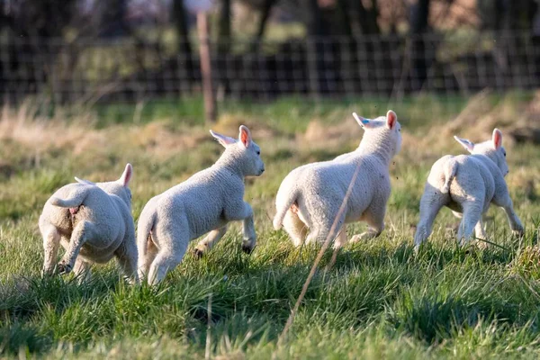 A Portrait of multiple cute little lambs Running and jumping around in a grass field or Meadow during a sunny spring day. the young sheep are having Fun and are playing with eachother.