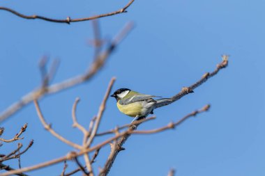 A closeup portrait of a parus major or great tit bird sitting on a small twig in the sunlight with a blue sky. The passerine animal is perched and looking around.