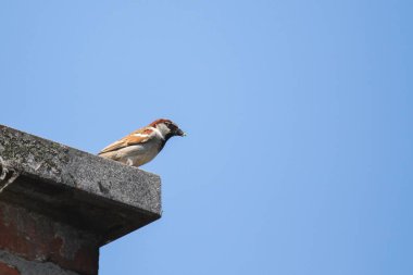 Bir ev serçesinin portresi ya da etrafına bakan tuğla bacanın tepesine tünemiş geçip giden bir evcil kuş. Kuşların kahverengi ve gri tüyleri vardır..
