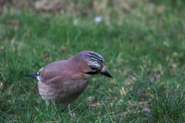 A frontal closeup of a Eurasian jay or garrulus glandarius bird searching the grass of a lawn in garden for food. The feathered animal is looking sideways. clipart