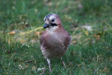 A front portrait of a Eurasian jay or garrulus glandarius bird searching the grass of a lawn in garden for food. The feathered animal is looking around. clipart