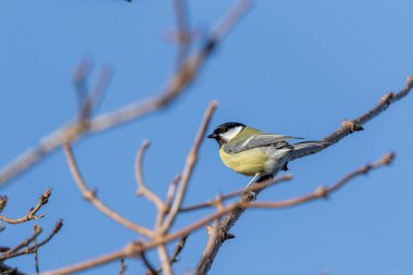 A closeup of a parus major or great tit bird sitting on a small twig in the sunlight with a blue sky. The passerine animal is perched and looking around.