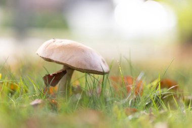 Sonbahar yapraklarıyla çevrili ve yumuşak, doğal güneş ışığıyla yıkanmış, gür, çimenli bir tarlada tek başına duran sert saplı bir mantarın yan portresi..