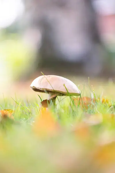 Stock image A vertical portrait of a birch bolete, solitary rough-stemmed bolete or scaber stalk mushroom stands tall in a lush, grassy field, surrounded by autumn leaves and bathed in soft, natural sunlight.