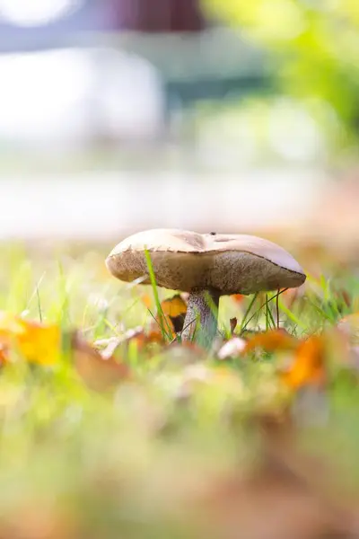 stock image A vertical portrait of a scaber stalk, solitary rough-stemmed bolete or birch bolete mushroom stands tall in a lush, grassy field, surrounded by autumn leaves and bathed in soft, natural sunlight.