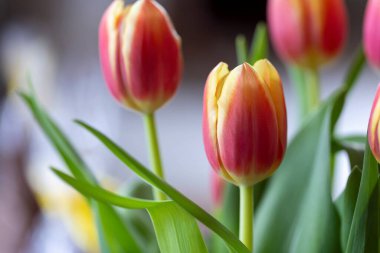 A portrait of a multiple single flowered tullip standing indoors. The red and yellow spring flower is standing straight up. clipart