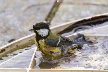 A closeup portrait of a great tit or parus major bird bathing in a puddle of water. The avian is washing itself by twirling around and flapping its wings.