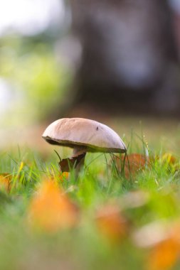 A vertical portrait of a solitary rough-stemmed bolete, birch bolete or scaber stalk mushroom stands tall in a lush, grassy field, surrounded by autumn leaves and bathed in soft, natural sunlight. clipart