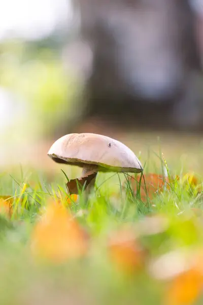 stock image A vertical portrait of a scaber stalk, birch bolete or solitary rough-stemmed bolete mushroom stands tall in a lush, grassy field, surrounded by autumn leaves and bathed in soft, natural sunlight.