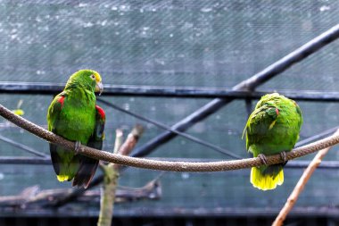 İki canlı yeşil papağan kapalı bir kuşhanede bir ipe tünemiş. Biri renkli tüylerle yüzünü öne çevirirken, diğeri kendini tırmalıyor..