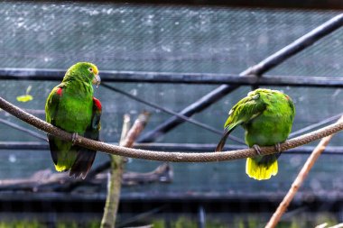 İki yeşil canlı papağan kapalı bir kuşhanede ipe tutunmuş. Birinde renkli tüyler sergilenirken, diğerinde kanatlarının altında kendini tırmalıyor..
