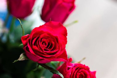 Tek bir muhteşem kırmızı gül canlı bir şekilde çiçek açar. Narin yaprakları yeşil yaprakların arasında açılır. Bu yakın çekim zarafetin, güzelliğin ve doğanın romantik çekiciliğinin özünü yakalar..