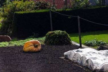 A striking pumpkin sits nestled in a meticulously tended garden, with leaves and plants gently encircling it, evoking the tranquil essence of autumn's natural rhythms. clipart