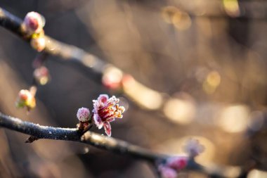 Sunlit quince blossoms dusted with frost evoke the peaceful elegance of winter mornings. clipart