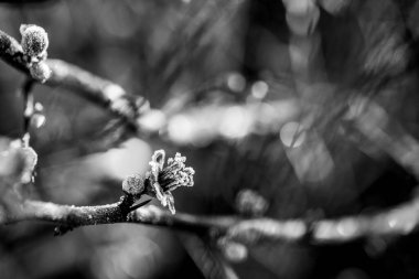 Donmuş ayva çiçeklerinin siyah ve beyaz makro görüntüsü karmaşık dokuları ve mevsimsel geçişlerin çekiciliğini yakalar.