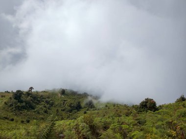 Yüksek tepelerde yeşil çayır manzarası Kew Mae Pan, Chiang Mai, Tayland 'a beyaz bir sis yayılıyor..