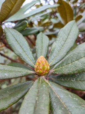 Olgunlaşmamış bir rhododendron, tepesinde duruyor ve etrafında kalın yeşil bir taban var..