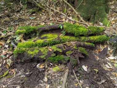 Çürümüş odunlarda yeşil yosun yetişiyor ve ormanda aşağılanıyor.