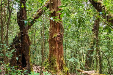 Uzun zamandır ormandaki ölü ağaçlar. Çürümeye ve çürümeye başlayana kadar. Kew Mae Pan, Chiang Mai, Tayland.