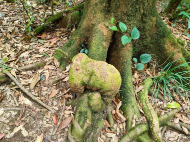 Ağaç kökleri büyük solucanlara benziyor. Kew Mae Pan Doğa Yolunda, Chiang Mai, Tayland