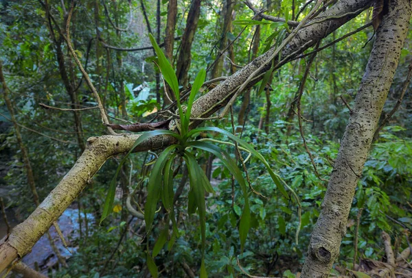 Yoğun Ormandaki Küçük Bir Ağaca Tünemiş Yeşil Orkide — Stok fotoğraf