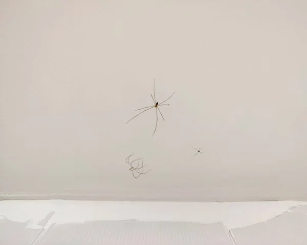 白色天花板上的两只蜘蛛被剥去了皮 落在了后面 和更大 — 图库照片