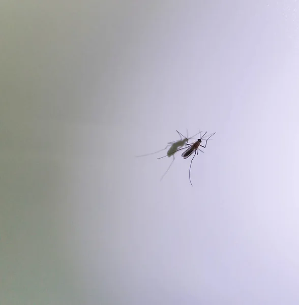 Ένα Μαύρο Ενήλικο Κουνούπι Λευκό Φόντο Που Βλέπει Καθαρά Σκιά — Φωτογραφία Αρχείου