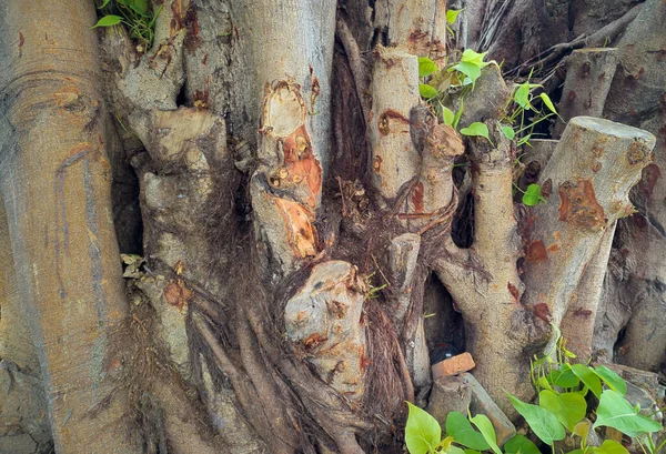 Faux Grand Arbre Bodhi Taille Nombreuses Branches Avec Des Feuilles — Photo