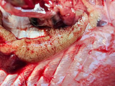 İçinde kan olan taze balık yumurtaları ve mide duvarına yapışmış.,