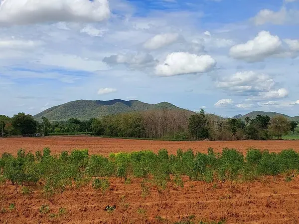 Jordbruk Thailand Kassava Fält Och Berg Bakgrund — Stockfoto