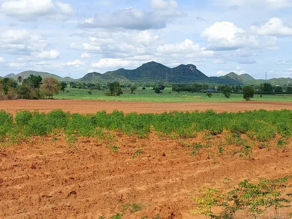 Jordbruk Thailand Kassava Fält Och Berg Bakgrund — Stockfoto