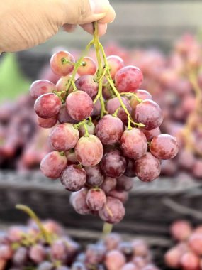 Şarap mor taze tatlı lezzetli. Markette olgun üzüm fırçaları.