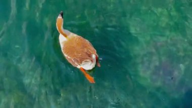 Güzel İtalyan Yarımadası 'nda yürüyorum ve hayranlık duyuyorum