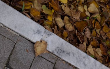 Sonbahar yaprakları yerde.