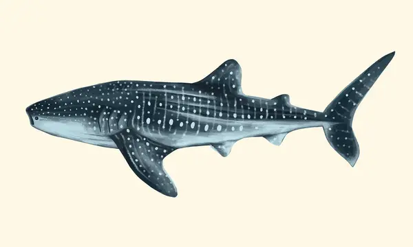 Tiburón Ballena Grande Océano Ilustración Vectorial Ilustraciones de stock libres de derechos