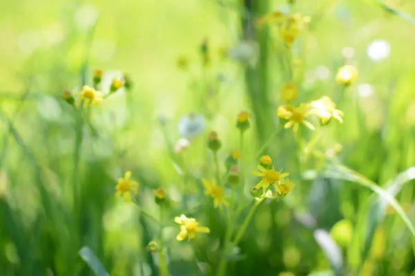 Gele Lente Weide Bloemen Groene Bokeh Gras Lente Heldere Weide — Stockfoto