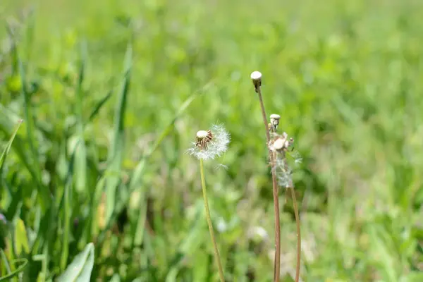 Starý Pampeliška Květ Zelené Bokeh Tráva Jaro Jasná Louka — Stock fotografie
