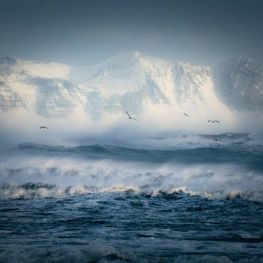 Arktik deniz kuşları Atlantik Okyanusu üzerinde güzel bir kare biçiminde uçuyorlar. Kışın güzel bir atmosferde ve manzaralı bir yerde çekilen fotoğraf.