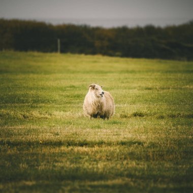 İzlanda koyunu tarlada tek başına, merino yün endüstrisinde