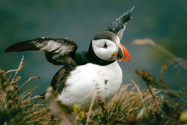 Atlantik martısı, fratercula arktika, açık kanatları olan, yaz boyunca İzlanda 'da çimlere inen