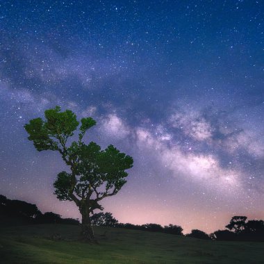 Portekiz, Madeira 'daki Fanal Ormanı' nda defne ağacı. Samanyolu galaksisiyle, açık yıldızlı gökyüzünde gece görüntüsü