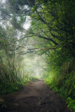 Levada do Caldeirao Verde 'de, Madeira, Portekiz' de, karanlık yağmurlu bir atmosferik günde, dikey yürüyüş yolu.