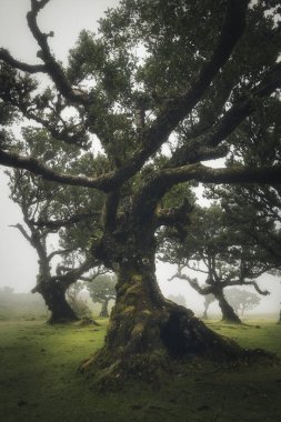 Portekiz 'in Madeira Adası' ndaki Fanal Ormanı 'nda gizemli bir peri masalı. Karanlık bir yağmurlu günde sisli bir atmosfer.