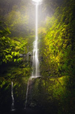 Portekiz, Madeira 'da, Levada do Caldeirao Verde yürüyüş patikasında güzel bir şelale var. Eğreltiotlarıyla çevrili, manzaralı bir yer.